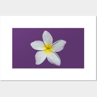 Plumeria Blossom Posters and Art